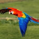 Macaw Scarlet