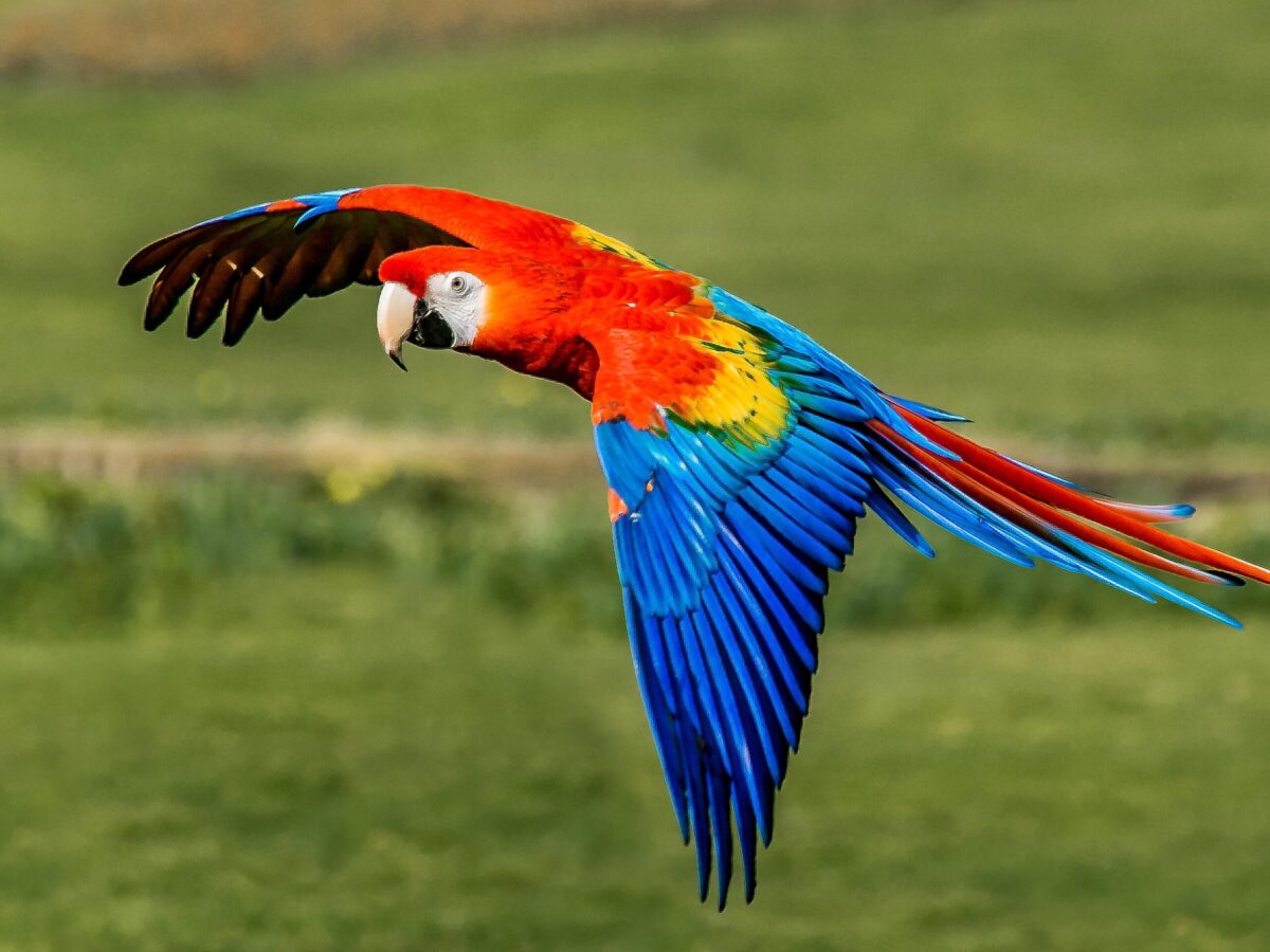 Macaw Scarlet