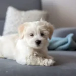 Malteser auf der Couch