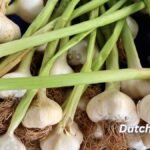 Moegliche-Nebenwirkungen-Von-Zu-Viel-Knoblauch