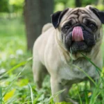Mops – draußen im Gras