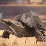 Moschusschildkröte (Sternotherus odoratus)