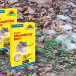 Neues Rattengift wie Zuckerwatte 1