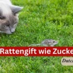 Neues Rattengift wie Zuckerwatte
