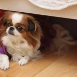 Pekinesen-Versteck unter dem Bett