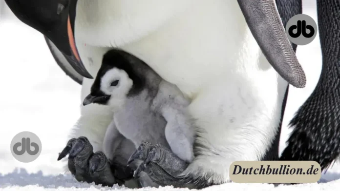 Pinguinküken trotzen