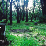 Revolution von „PT“