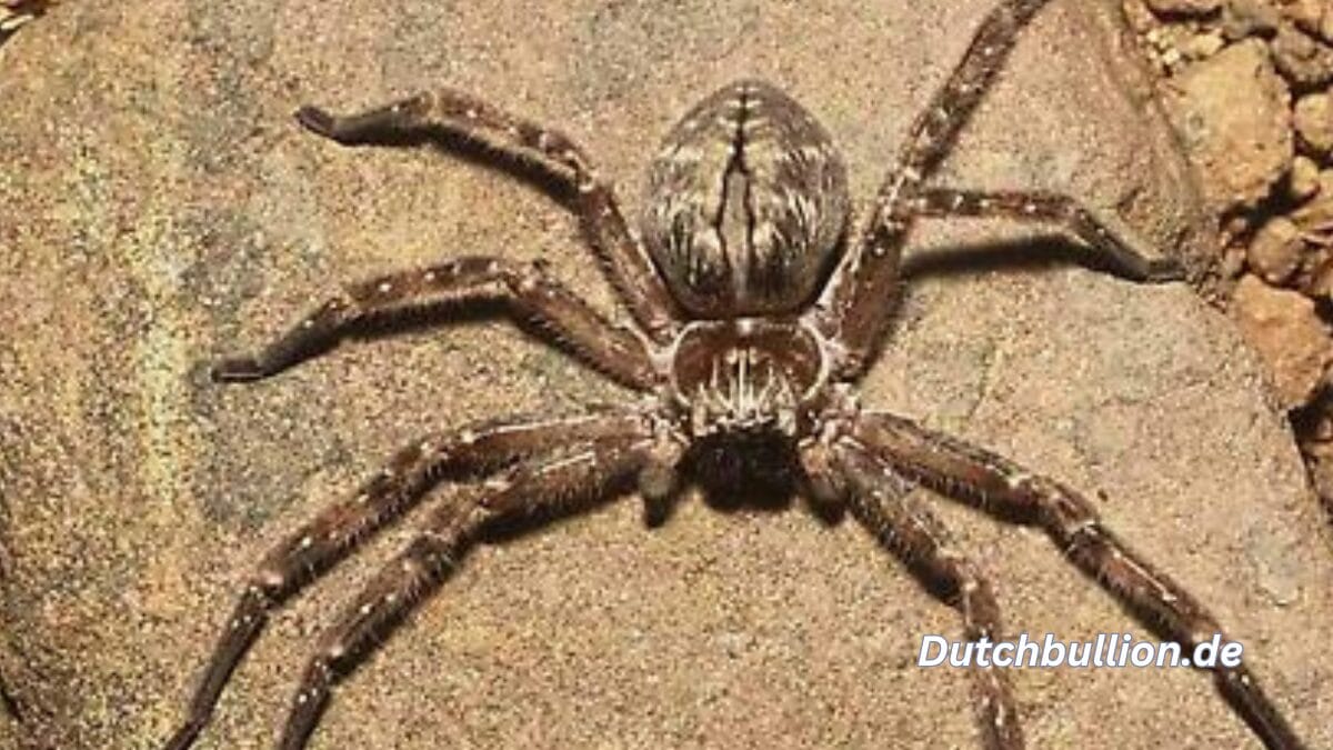 Die Größte Spinne Der Welt: Monster Unter Den Spinnen - Dutch Bullion