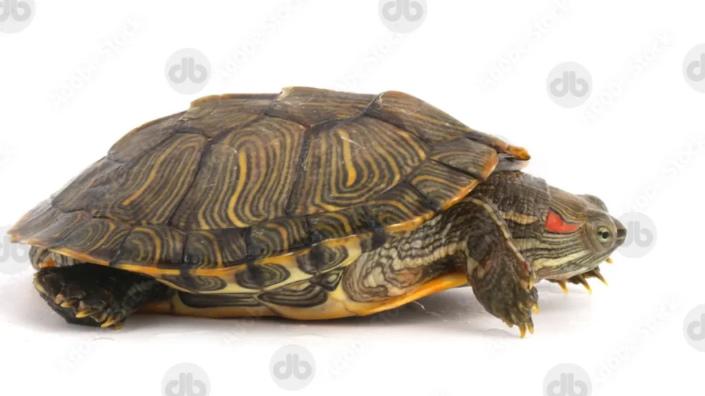 Rotwangen-Schmuckschildkröte (Trachemys scripta elegans)