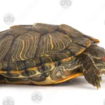 Rotwangen-Schmuckschildkröte (Trachemys scripta elegans)