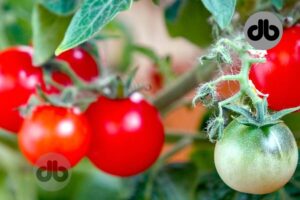 Saftige Tomaten anbauen 5 wichtige Pflegetipps für Tomatenpflanzen