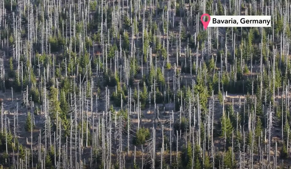 Deutschland’s Wälder Sterben