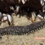 Seltsame Kreatur am Strand von North Carolina gefunden