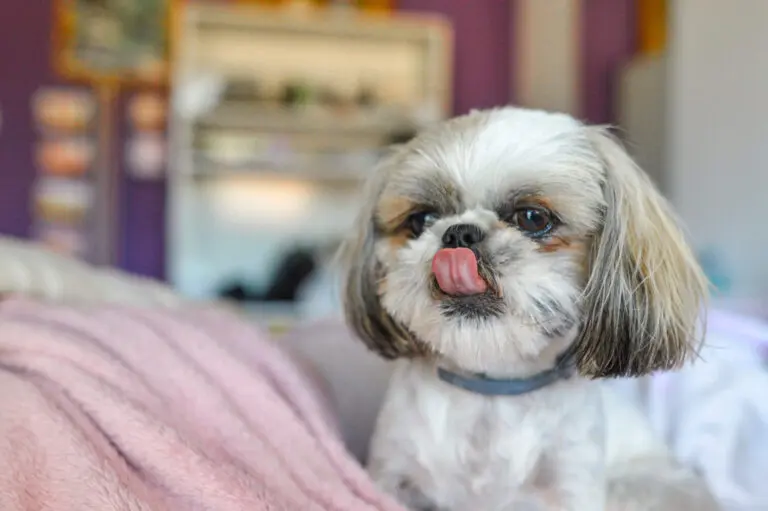 Top 10 Wohnungshunde: Fell, Lärm, Energie & mehr 1 Shih Tzu