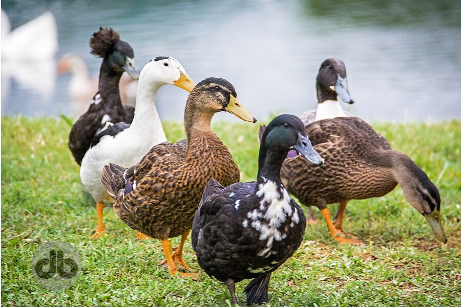 Sind Pilze schädlich für Enten