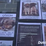 Streunender-Hund-in-der-Tuerkei