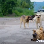 Streunender-Hund-in-der-Tuerkei-2