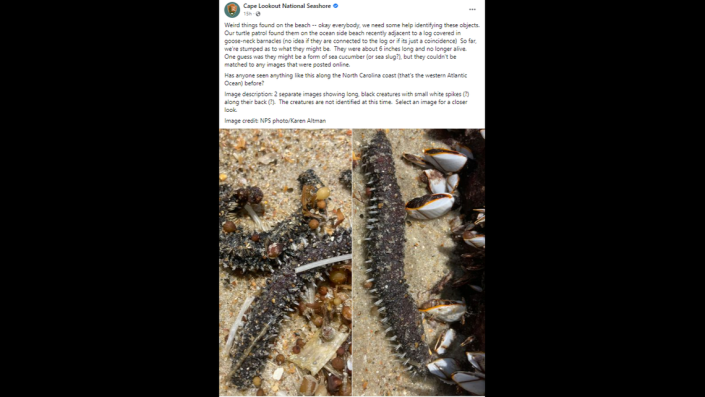 Seltsame Kreatur am Strand von North Carolina gefunden 1 Suche nach Antworten