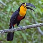 Toucan with Keel-Bill