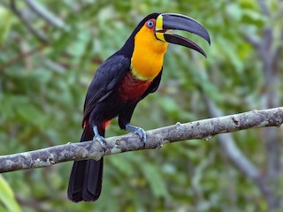 Toucan with Keel-Bill