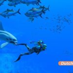 Warum Nintendos Spiel Endless Ocean ein großartiges VR-Erlebnis wäre