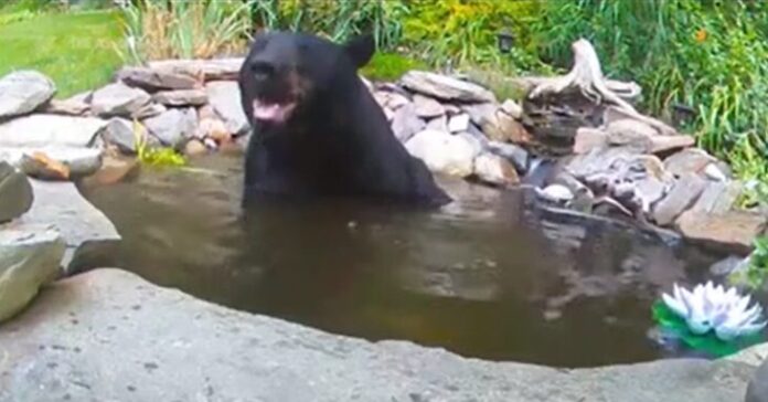 Wenn ein Bär in einem Gartenteich auf Koi-Karpfen trifft