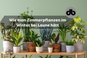 Wie man Zimmerpflanzen im Winter bei Laune hält