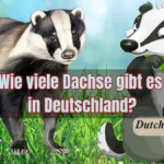 Wie viele Dachse gibt es in Deutschland