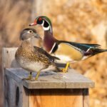 Wood Duck