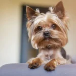 Yorkshire-Terrier-im-Bett-im-Appartement