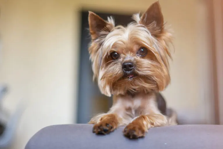 Yorkshire-Terrier-im-Bett-im-Appartement