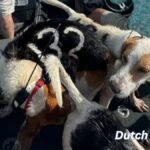 Zwei-Freunde-retten-38-Hunde
