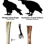 cryptogyps-and-aquila-audax-size-comparison-copy