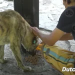 ein-Aktivist-der-einen-streunenden-Hund-fuettert