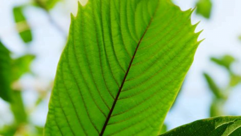 leaf